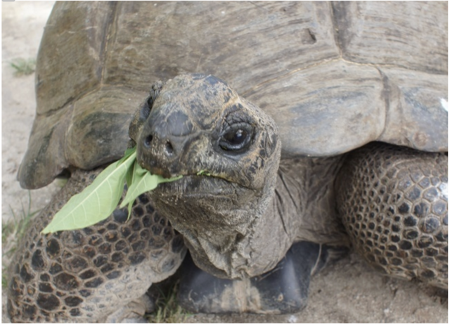 【世界最長寿のカメ】驚異の200歳超え！　「鶴は千年、亀は万年」の真実と長寿の秘密