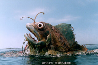 怪魚マン 11月19日 ウルトラマン80 少年が持ち帰った魚は怪獣の子どもだった