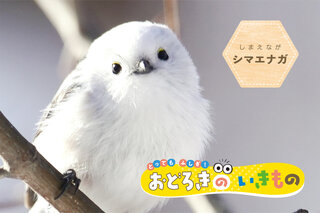大人気「シマエナガ」驚きの正体！ 夏と冬でまるで別人なのはなぜ