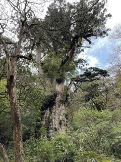 みのりん様用世界遺産屋久島屋久杉瘤のペンダント⑤大ぶりと① 世界遺産屋久島屋久杉瘤のペンダント⑧ - メルカリ