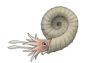 アンモナイ化石　約1億５千万年前　中生代ジュラ紀　飾台・時代箱付　N　R5574 講談社の壁からジュラ紀の地層が出現！ 伝説のアンモナイトの化石