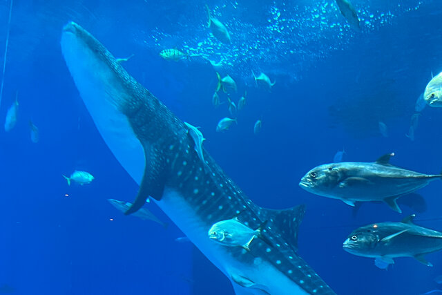 祝まもなく30年！ジンベエザメの世界最長飼育記録更新中の「沖縄美ら海水族館」バックヤードに潜入！