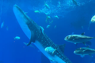 祝まもなく30年！ジンベエザメの世界最長飼育記録更新中の「沖縄美ら海