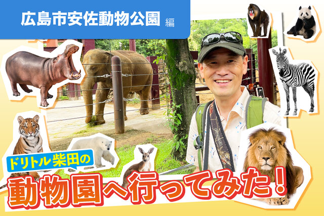 日本初！赤ちゃんが誕生した【マルミミゾウ】に会いに安佐動物公園へ！