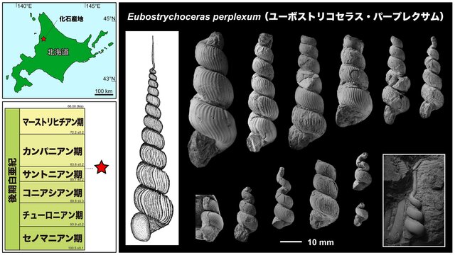 最初の発見から10年！　アンモナイト化石の新種の見つけ方、研究方法を古生物学者が解説！