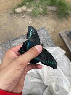 観察】青と緑のミヤマカラスアゲハ！採集のコツを中学生昆虫博士が徹底