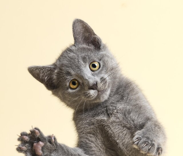 犬猫大好き＆飼いたい子へ！　「ペットが好きな子」におすすめの絵本３選［絵本の専門家が選出］