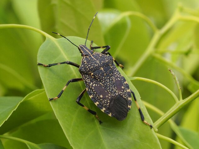 昆虫研究家が実感…！「30年前の東京にはいなかった」昆虫たちとは？