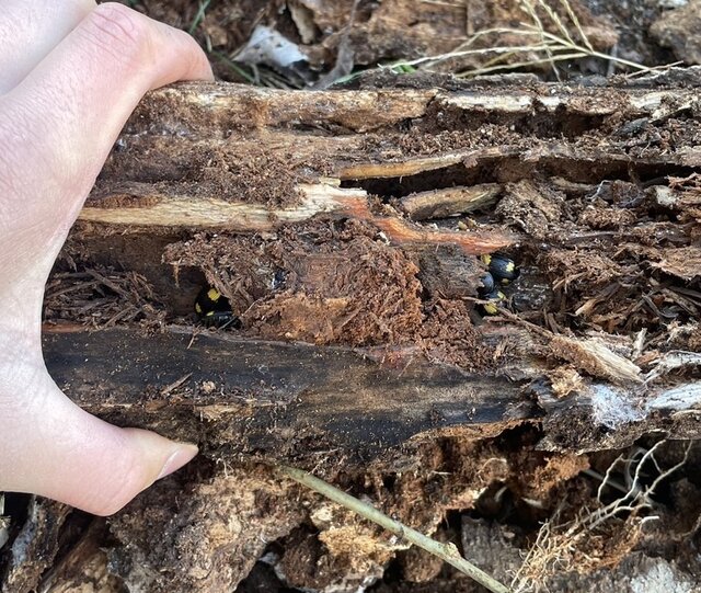 大量の昆虫集団越冬に遭遇！中学生昆虫博士による「渡良瀬遊水地」採集記大公開