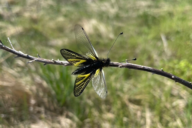 レッドリストの美麗種「キバネツノトンボ」の正体とは！  中学生昆虫博士が採集レポート