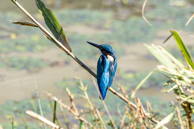 鳥はなぜカラフルなの？知られざる「鳥の目の仕組み」をサイエンスライターが解説！