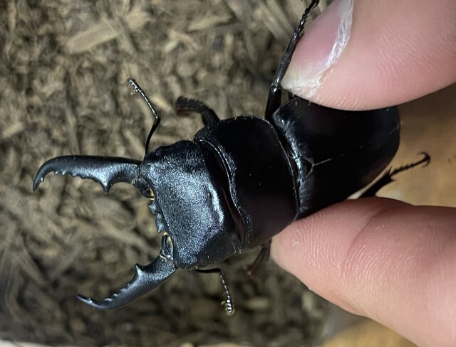 都会で「ヒラタクワガタ」を見つけるコツ！中学生昆虫博士が採集レポートを大公開