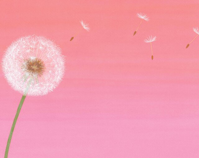 【試し読み】たんぽぽってすごい！　『科学の芽えほん　たんたん　タンポポの　ひみつ』公開