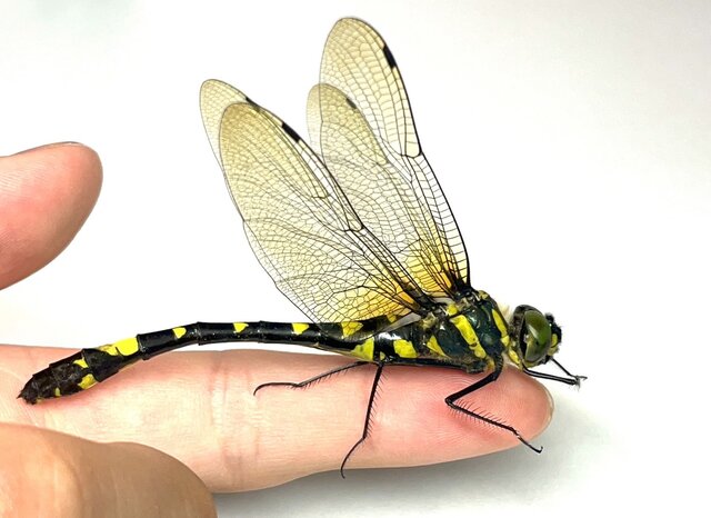 見た目も飛び方もかっこいい珍種トンボ！中学生昆虫博士が「キイロヤマトンボ」の採集方法を伝授