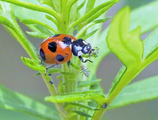 ヨモギに潜む虫の生態とは？アリを操るアブラムシの驚きの共生関係