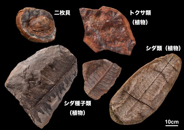 【古生物学者調査記】アメリカの世界的化石産地で３億年前の化石探し