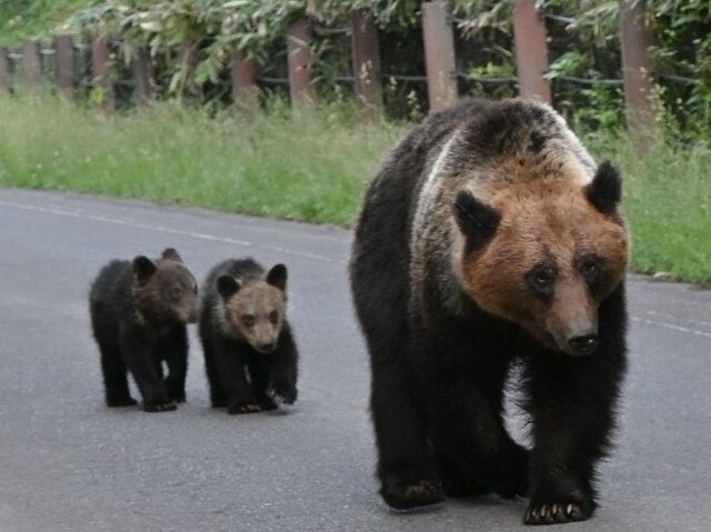 夏の山でクマと鉢合わせたら！　子連れレジャーで全親が絶対知っておくべき「子どもの命を守る行動」［専門家が解説］