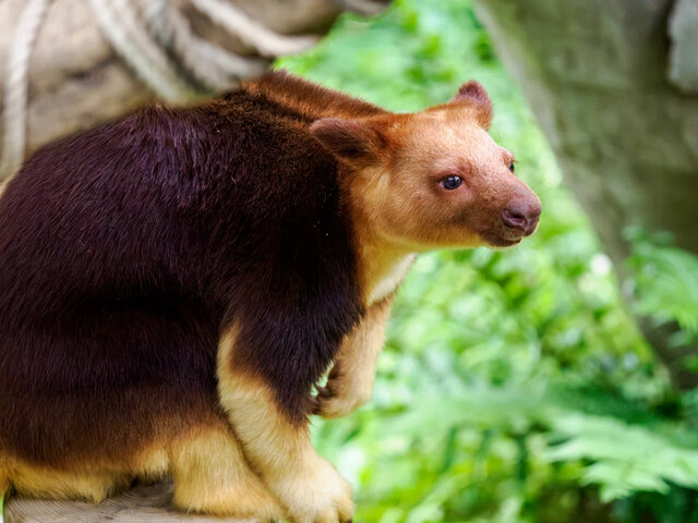 今、私が「行ってみたい動物園ランキング」第１位の【よこはま動物園ズーラシア】へ行ってきました！
