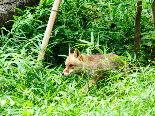 動物が「見えない」からおもしろい!? 幻のキツネ・カズオを追ってわかった【よこはま動物園ズーラシア】の魅力！