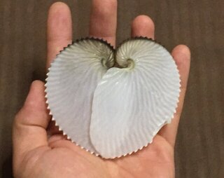 No. 1 アオイガイ（葵貝） 貝殻の問屋さん- 世界の貝殻・自然