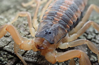 日本にもいるぞ！ サソリ！ 八重山諸島に生息するマダラサソリと