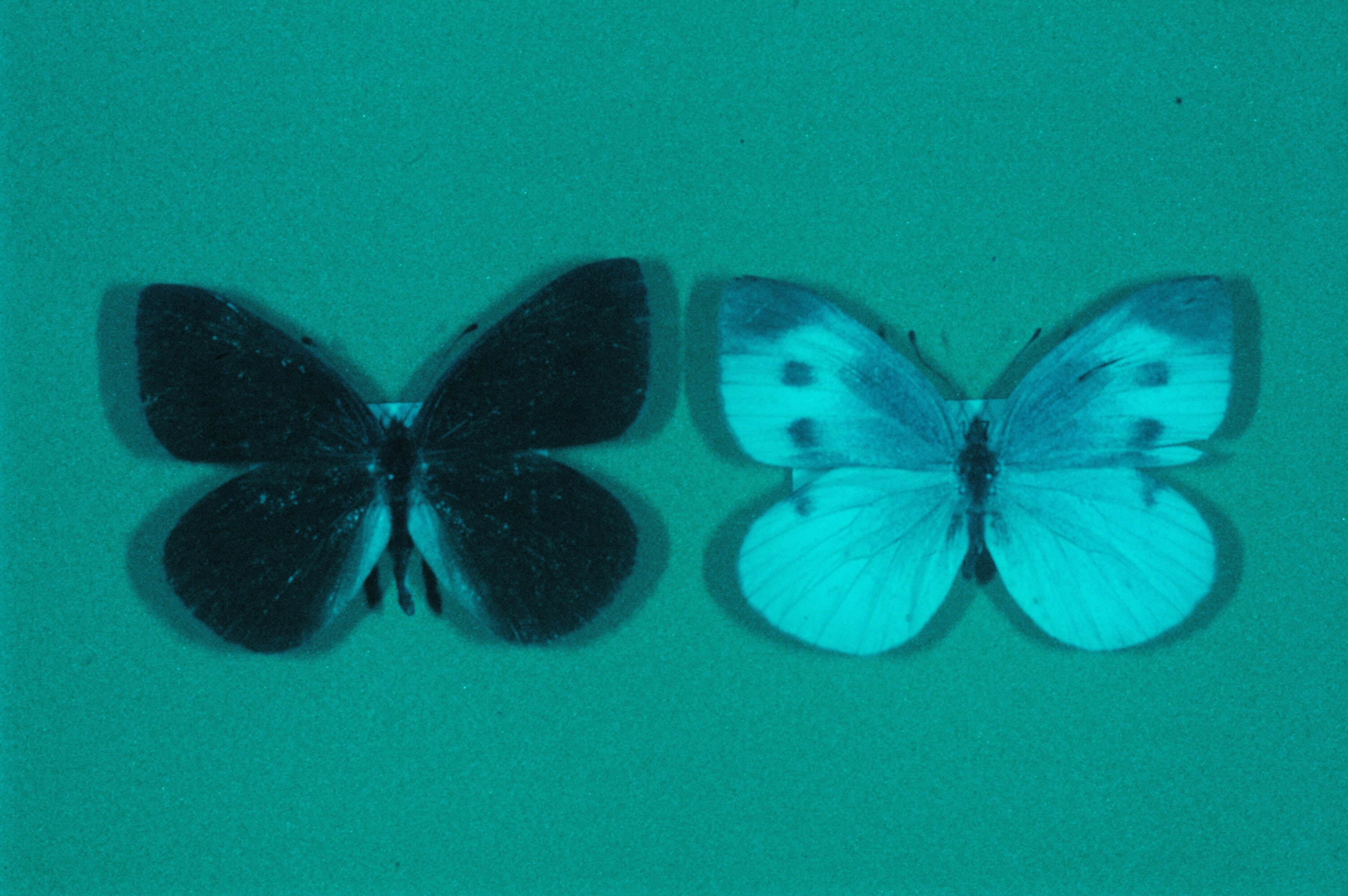 モンシロチョウは黒かった 子どもに伝えたくなる 虫のヒミツ コクリコ