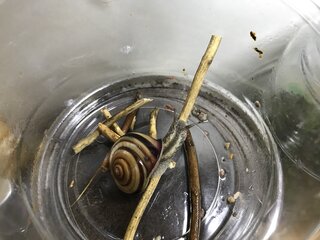 驚きの事実を発見！ カタツムリがアジサイにいる本当の理由とは
