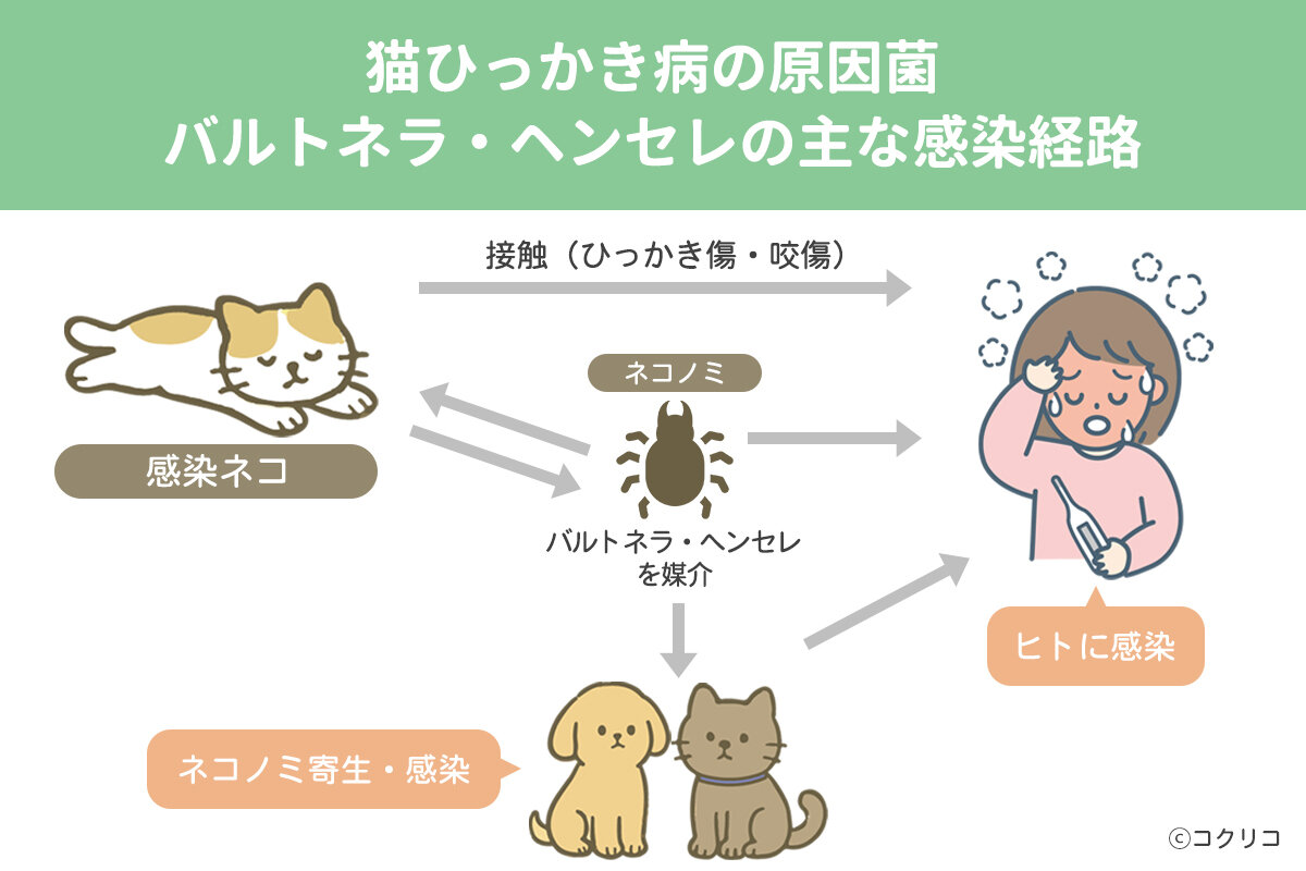 ▲猫ひっかき病の原因「バルトネラ・ヘンセレ」の主な感染経路 （山口大学大学院医学系研究科・大津山 賢一郎講師より提供の資料をもとにしたイメージ図）