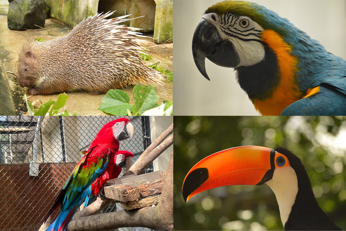 ネオパークオキナワの動物