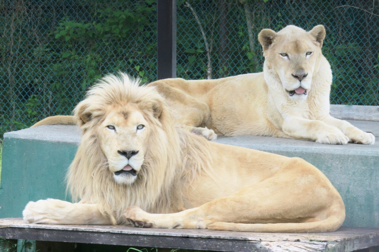 那須サファリパークのライオン