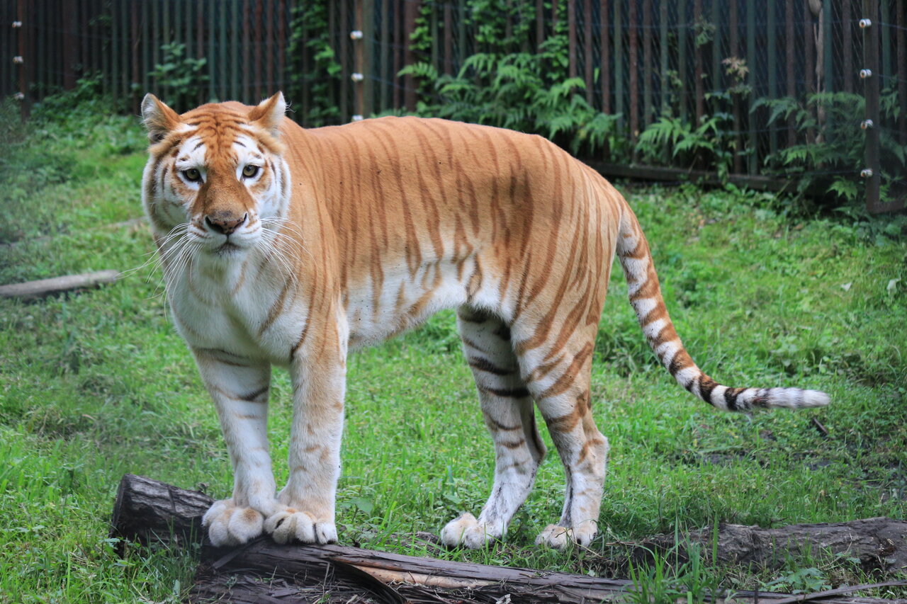 那須サファリパークのタイガー
