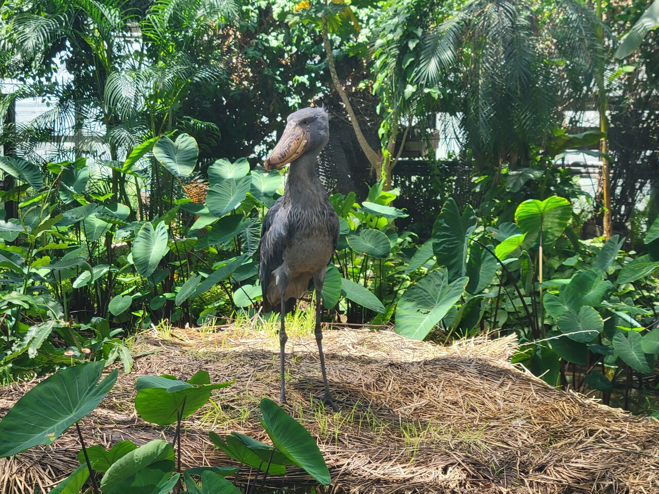 神戸どうぶつ王国のハシビロコウ