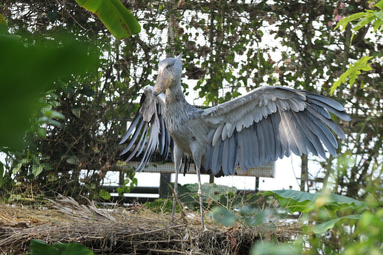 飛ぶハシビロコウ