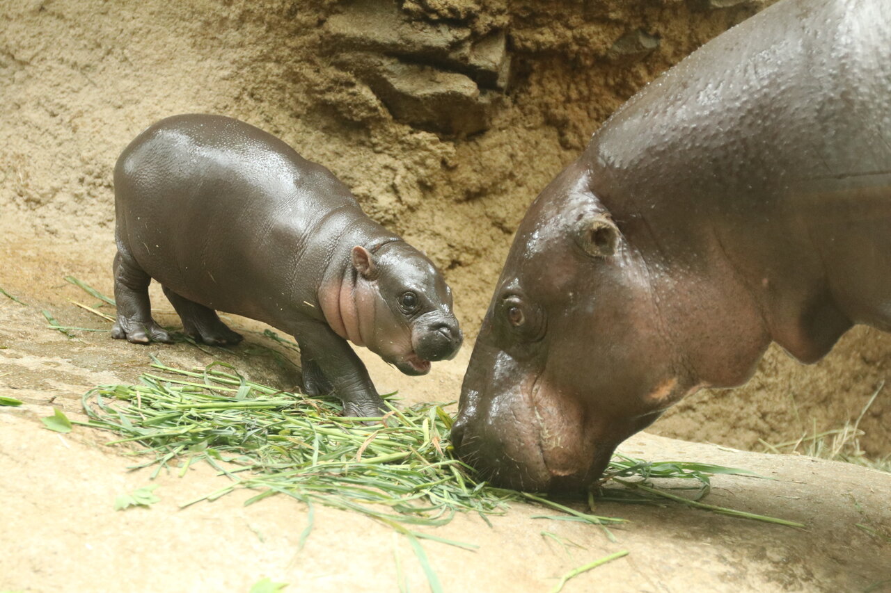 コビトカバの親子
