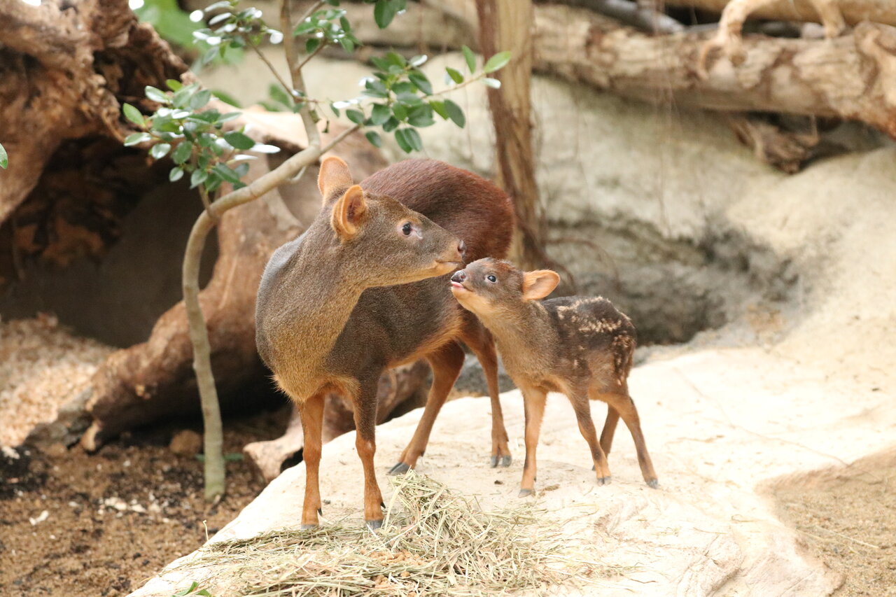 ブーズーの親子