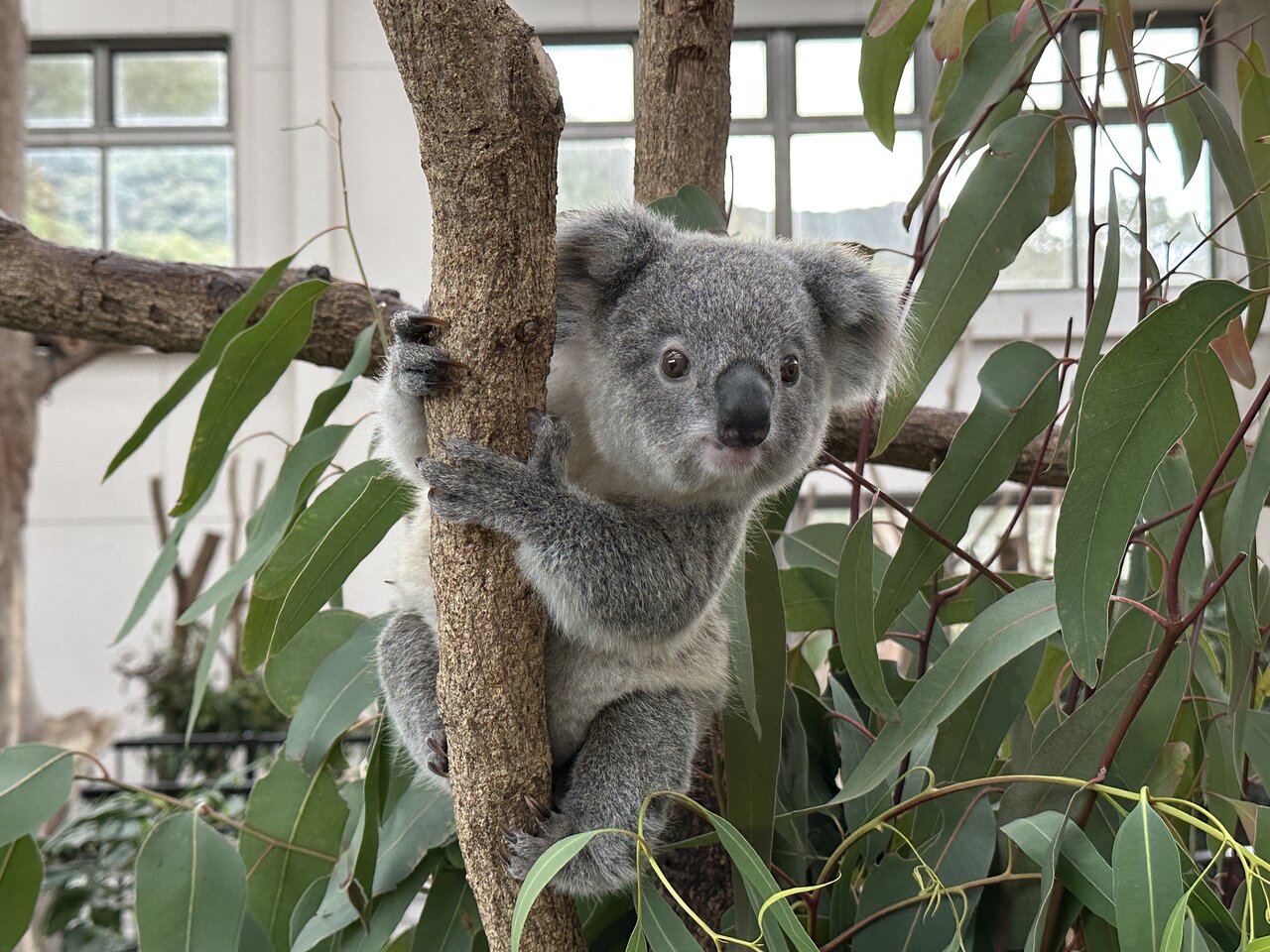 平川動物公園のコアラ