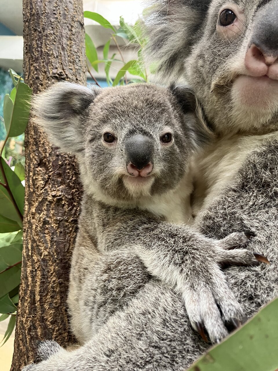 平川動物公園のコアラ