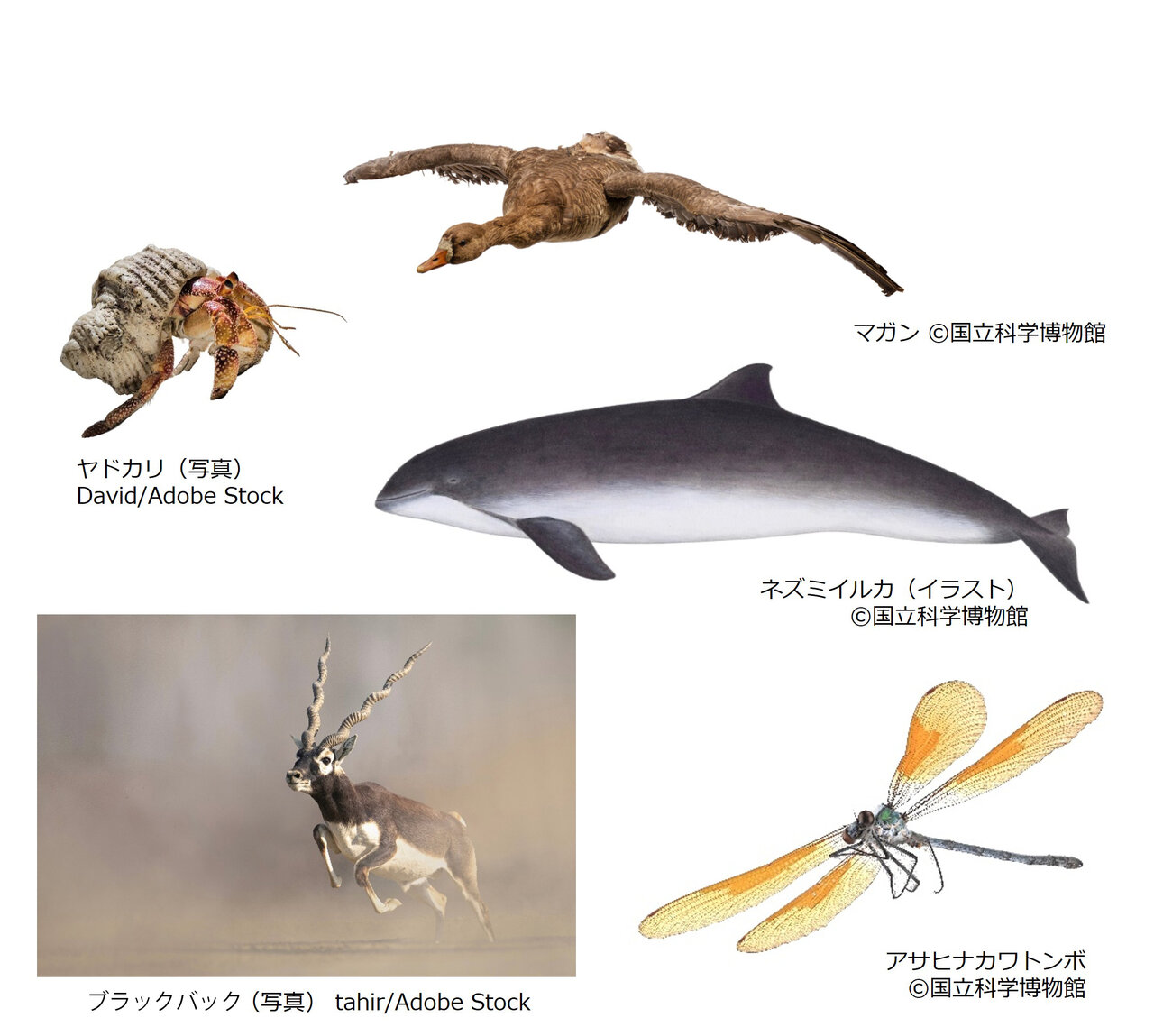 CHAPTER４「いきもので異なる『移動』のかたち」で紹介されているいきものたち
