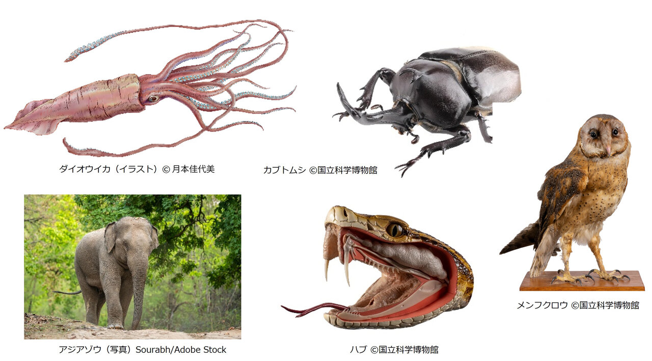 『いきもの超ワールド展』では６つのCHAPTERでさまざまないきものを展示。写真はCHAPTER１「いきもので異なる『五感』」で展示されるいきもの。