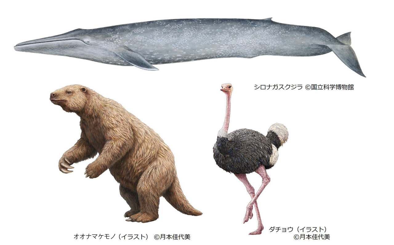 みどころのひとつ、オオナマケモノはCHAPTER３「いきものの挑戦『サイズ』適応術」で展示される
