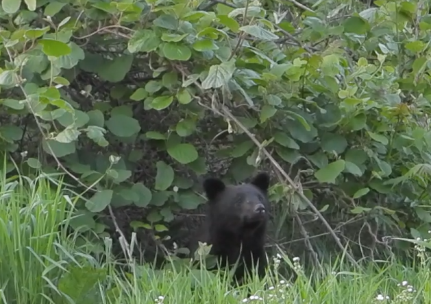 野生のクマに襲われる被害が増えている。クマに襲われて死ぬのを回避する方法は？（写真：アフロ）