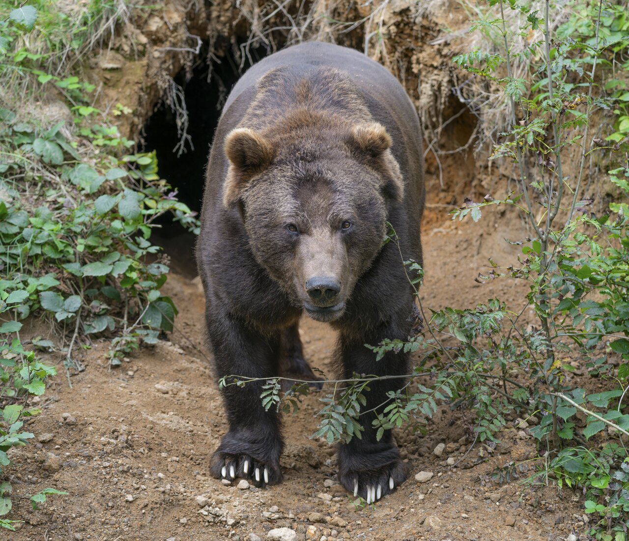 野生のクマに襲われる被害が増えている。クマに襲われて死ぬのを回避する方法は？（写真：アフロ）