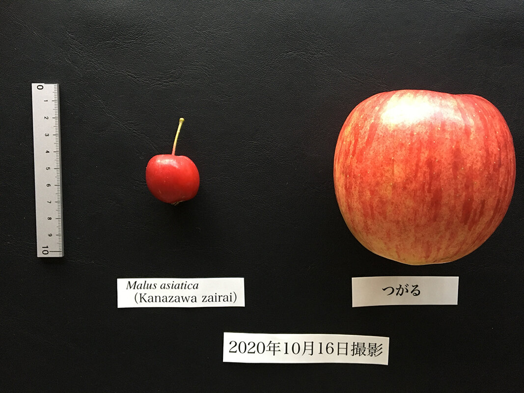 今と昔のリンゴの比較画像