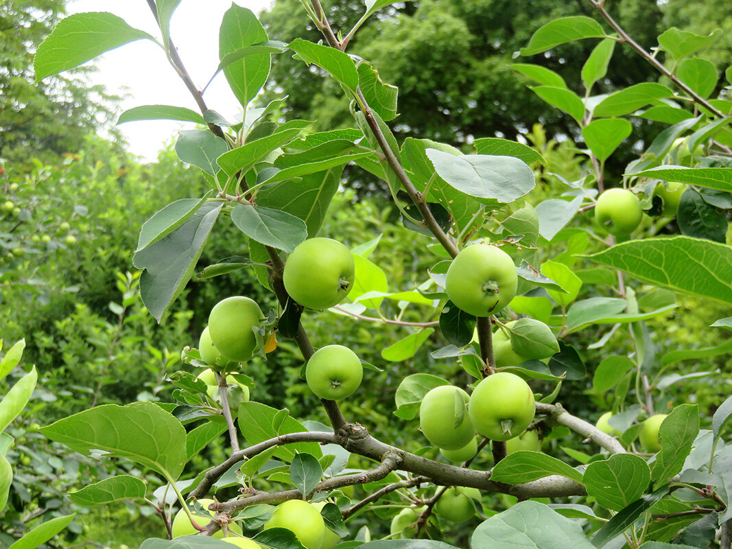 和リンゴ「加賀藩在来」の画像
