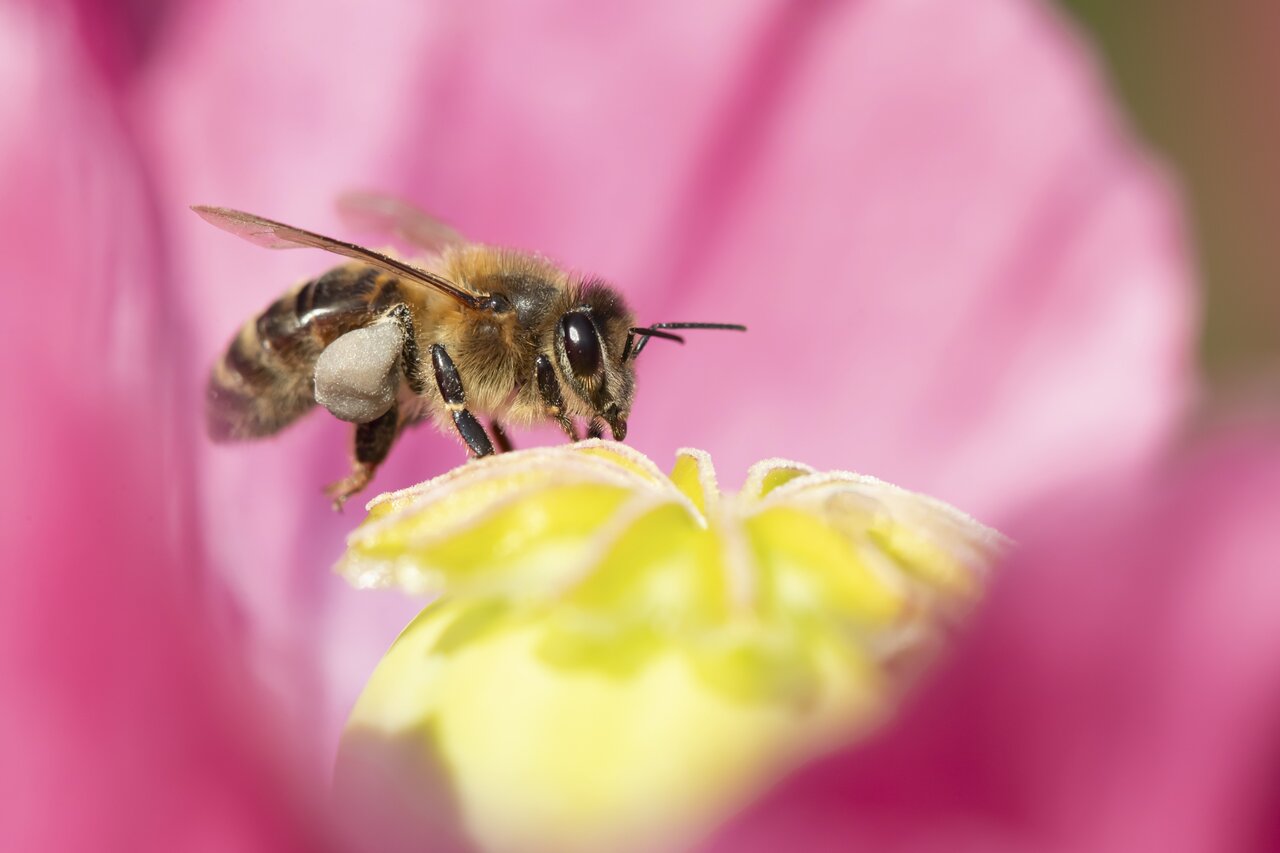 Honey bee (Apis mellifera) adult insect feeding on a garden poppy flower in summer, England, United Kingdom, by Kevin Sawford