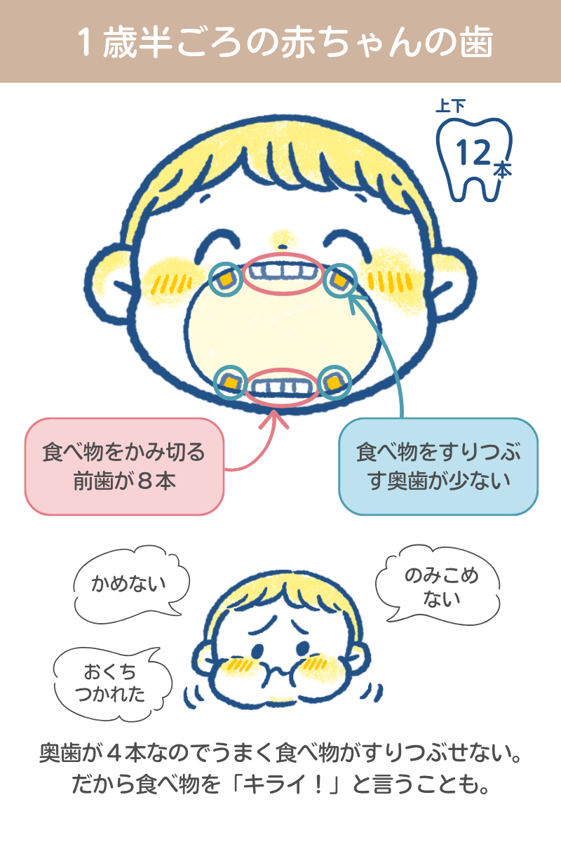 １歳半ごろの赤ちゃんの歯の解説　イラスト／のだかおり