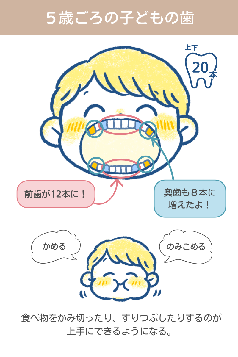 ５歳ごろの子どもの歯　イラスト／のだかおり