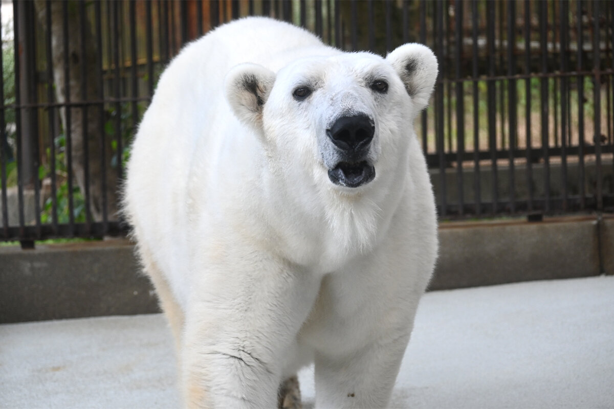 とべ動物園のピース