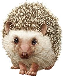 ハリネズミ