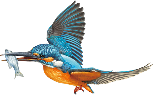 鳥